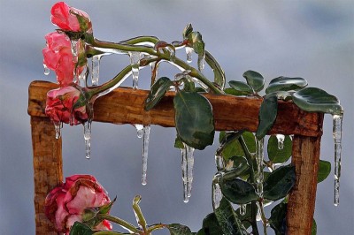 Frozen-Roses