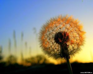 Your Love can spread like a dandelion gone to seed.